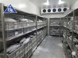 Cold Storage Ikan Tongkol: Menjaga Kesegaran hingga ke Tangan Konsumen